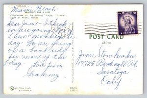 Monkey  Waiting For a Kiss  Miami Beach  Florida    Postcard