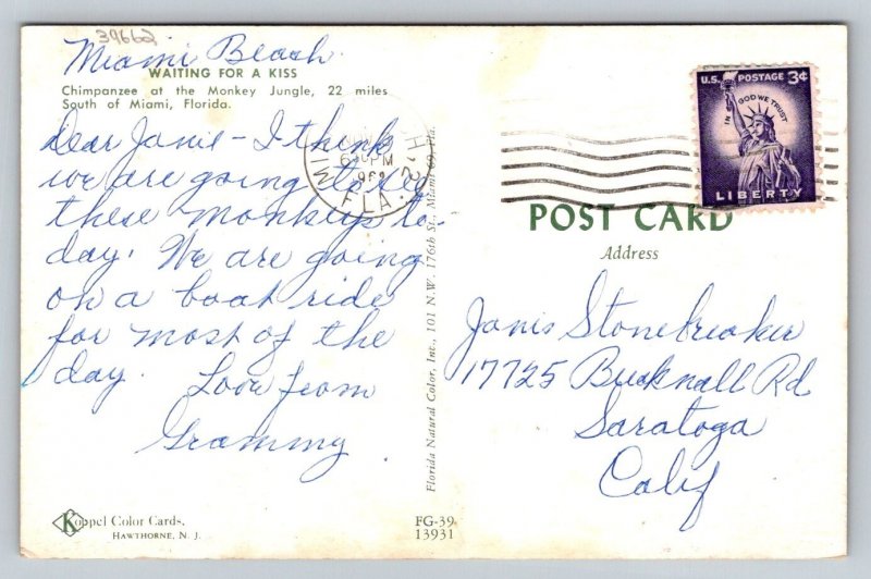 Monkey  Waiting For a Kiss  Miami Beach  Florida    Postcard