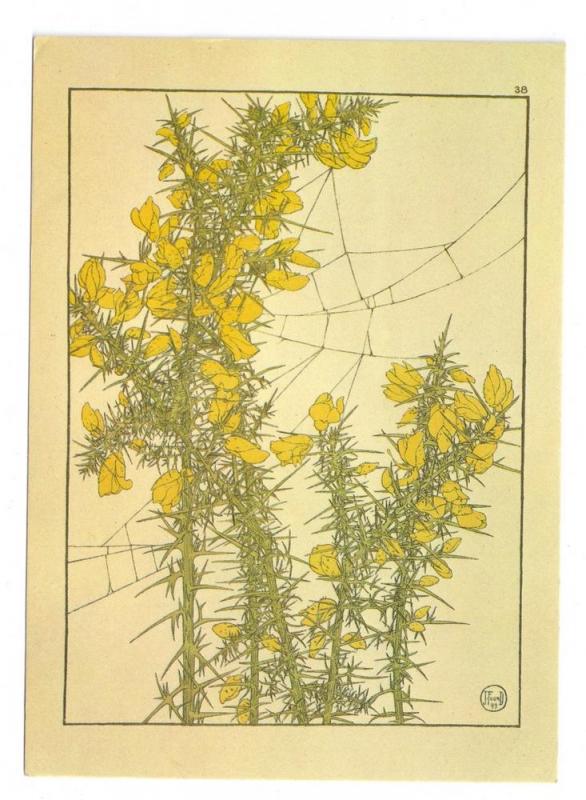 J. Foord Gorse Art Nouveau Botanical Flower 4X6 Postcard 