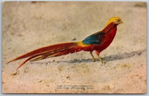 Vtg New York Zoological Park NY Golden Pheasant Bird Animal 1910s Postcard