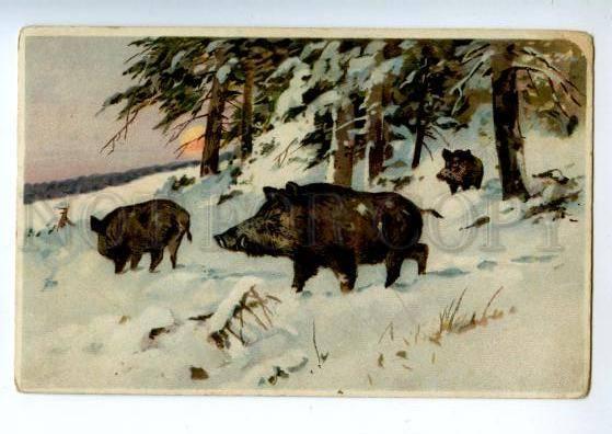 156572 Winter SUN Hunt WILD BOAR Vintage Color PC