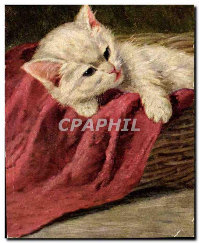 Old Postcard Cat Cats Kitten