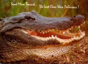 Florida Humour Alligator Send More Tourists The Others Tasted Great 1994