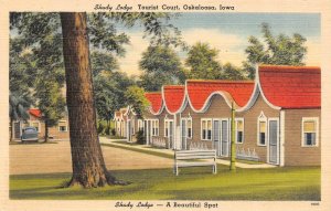 Oskaloosa, IA Iowa  SHADY LODGE TOURIST COURT  Roadside Motel  ca1940's Postcard