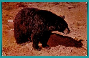 American Black Bear - [MX-748]