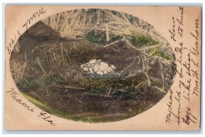 1907 Alligators Eggs And Nest Scene Miami Florida FL Posted Vintage Postcard