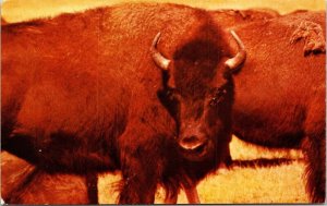 Buffalo Herds USA American Great Western Enterprise Postcard Mirro Krome 