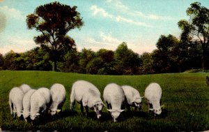 Sheep Herding Lambs To Pasture Is A Schoolboy's Delight