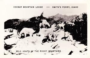 Vintage RPPC Postcard, Wild Goats of the Rocky Mountains, Smith's Ferry ID C18