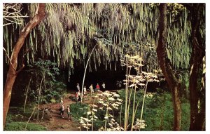 People Walking Inside the Fern Grotto Kauai Hawaii Postcard