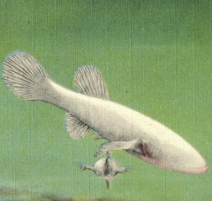 Vintage Blind Fish in Echo River Mammoth Cave, Ky. Postcard P182