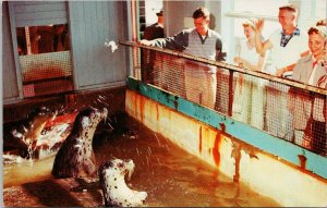 Seaside Oregon Trained Seals at Seaside Aquarium Unused Vintage Postcard H40 