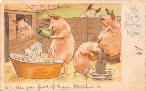 Christmas Greetings 1903 Anthropomorphic Humanized Pigs Washing postcard C355