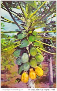 Hawaii Papaia Tree Fruit