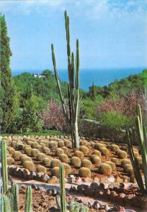 BR71773  pinya de rosa blanes lloret de mar girona spain cactus  flower fleur