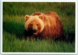 Postcard - Grizzly Bear - Denali National Park - Alaska