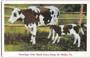 Greetings BEECH GROVE FARM Saint Brides, Virginia Cows 1933 Vintage Postcard