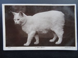 Isle of Man A MANX BEAUTY Manx Cat c1908 RP Postcard by Rotary