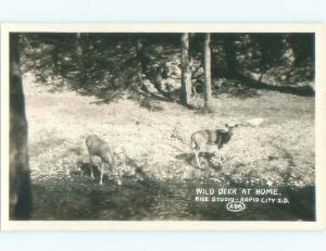 Pre-1942 rppc BABY DEER Rapid City South Dakota SD i6262