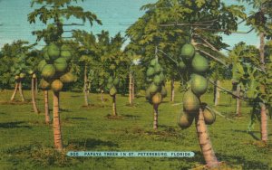 Vintage Postcard 1945 Papaya Trees Farm Land Green Field St. Petersburg Florida