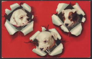 Three Dogs,Embossed Postcard