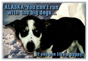 c2007 Postcard AK You Can't Run With The Big Dogs Continental View Card