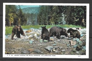 Wyoming, Yellowstone - Bears Feeding On Hotel Garbage -- [WY-094]