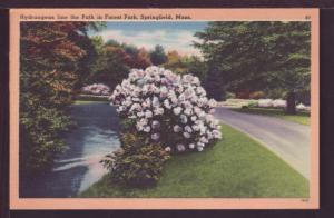 Hydrangeas Forest Park Springfield MA  Post Card 3625