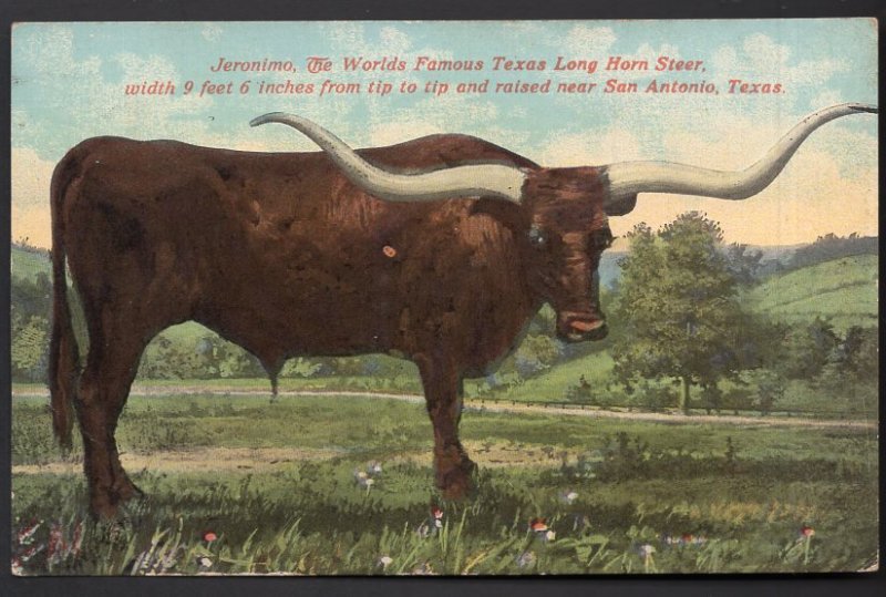 JERONIMO The Worlds Famous Texas Long Horn Steer Cow - Divided Back