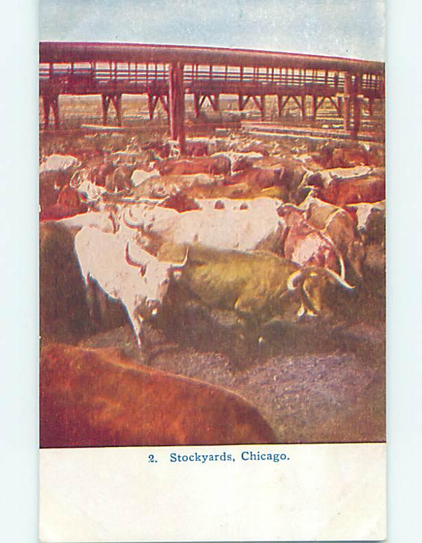 Unused Divided-Back COWS IN STOCKYARDS BEFORE SLAUGHTER HOUSE Chicago IL p1334