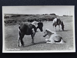 Devon DARTMOOR PONIES c1950s RP Postcard by Photo Precision