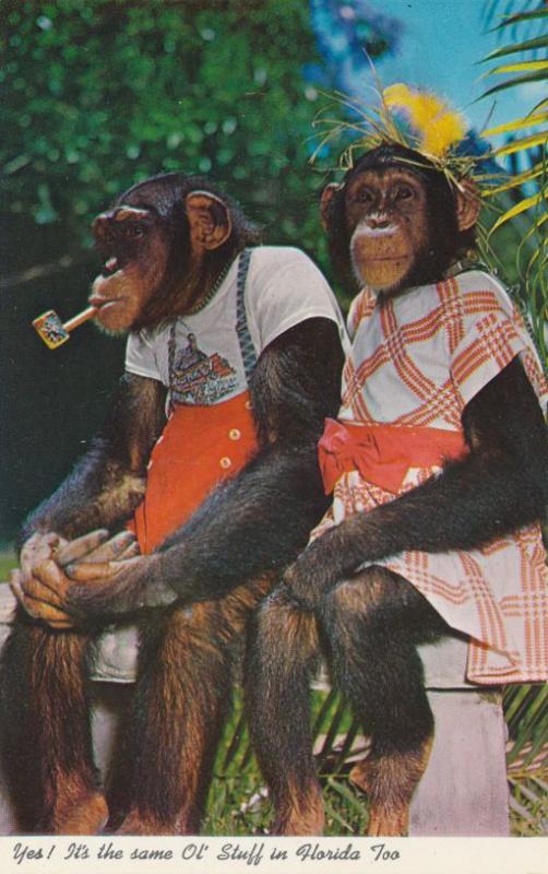 Chimpanzees at Monkey Jungle - Miami FL, Florida - Dressed and Pipe Smoking