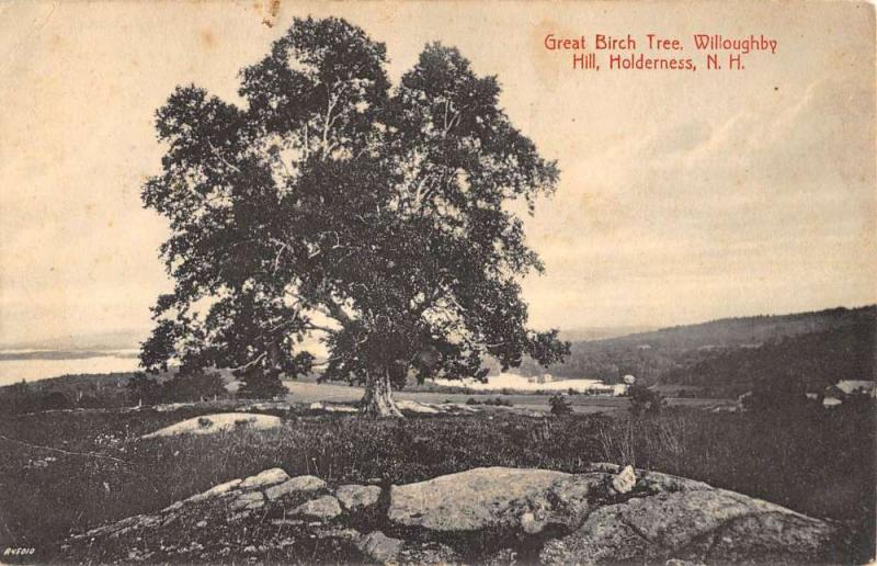 Holderness New Hampshire Willoughby Hill Great Birch Tree Postcard K97074