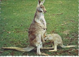 Australian Kangaroos Mom & Baby Animals Australia Postcard D24