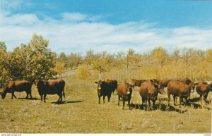 CRYSTAL CITY , Manitoba, 1950-60s ; Red Poll Cattle