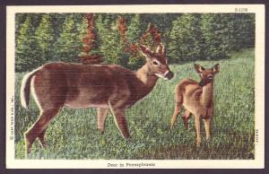 Deer Post Card PC2114