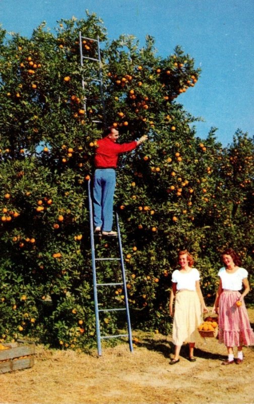 Florida Waverley Typical Orange Grove Loaded With Oranges