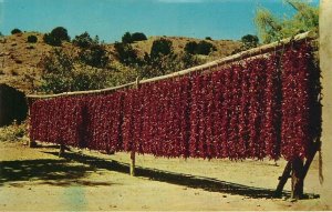 c1950s Chili Peppers Out To Dry in the Sun - Vintage Postcard