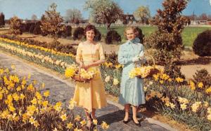 Gloucester Virginia Little England Daffodil Farm Vintage Postcard K86734 