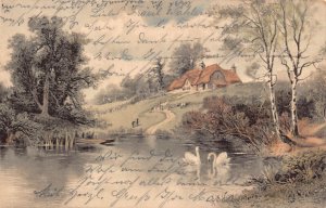 Scenic Landscape 1903 Cottage near Lake in Forest Pair of Swans postcard