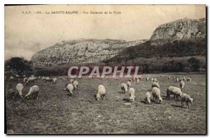 Old Postcard La Sainte Baume General View of the Forest Sheep