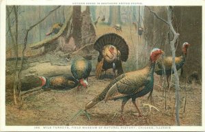 Chicago Illinois Wild Turkeys C-1910 Phostint Detroit Publishing Postcard 7821