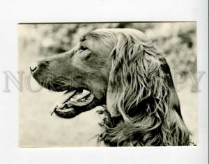 3071531 IRISH SETTER old Photo PC