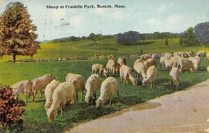 Sheep at Franklin Park Boston, Massachusetts, USA R.P.O., Rail Post Offices P...