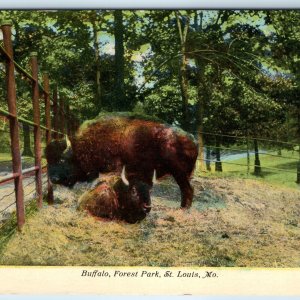 c1910s St. Louis MO Buffalo Forest Park Zoo Animal Cute Baby Postcard Bison A274