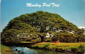 Hawaiian Monkey Pod Tree Scenic Hawaii Scenic Tropical Chrome Postcard 