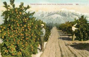 CA, Southern California, Picking Oranges near Snow Fields, No. 3001