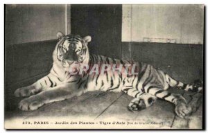 Old Postcard Paris Plant Garden Tiger D & # 39Asie General Zabaroll Donation