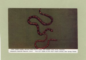 Coral & Scarlet King Snakes Postcard Reptiles Wildlife Animals