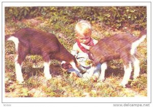 Toddler playing with baby goats (kids), Greetings from LAMAR, Missouri, 40-60s